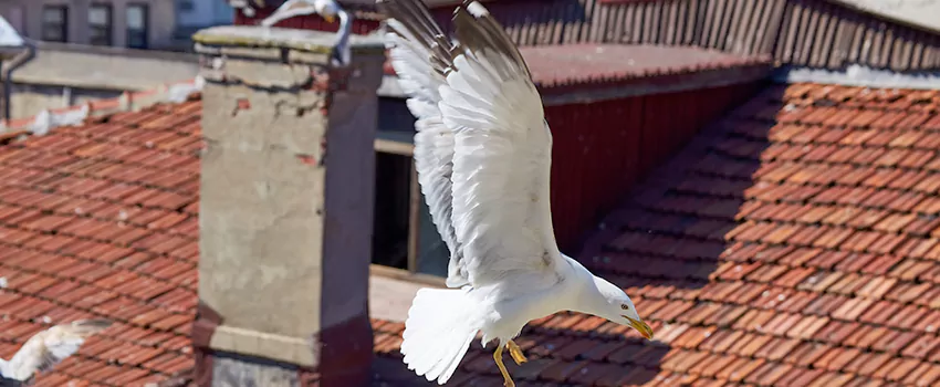 Residential Chimney Animal Removal Solution in Rosedale, MD